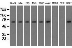 Western blot analysis of extracts (35 µg) from 9 different cell lines by using anti-SNX9 monoclonal antibody.