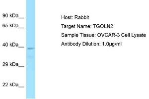 Host: Rabbit Target Name: TGOLN2 Sample Tissue: Human OVCAR-3 Whole Cell Antibody Dilution: 1ug/ml (TGOLN2 antibody  (C-Term))