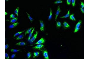 Immunofluorescent analysis of Hela cells using ABIN7149190 at dilution of 1:100 and Alexa Fluor 488-congugated AffiniPure Goat Anti-Rabbit IgG(H+L) (Cytochrome C1 antibody  (AA 85-325))