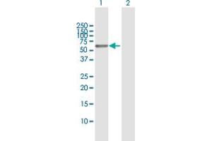 Western Blot analysis of PEPD expression in transfected 293T cell line by PEPD MaxPab polyclonal antibody. (PEPD antibody  (AA 1-493))