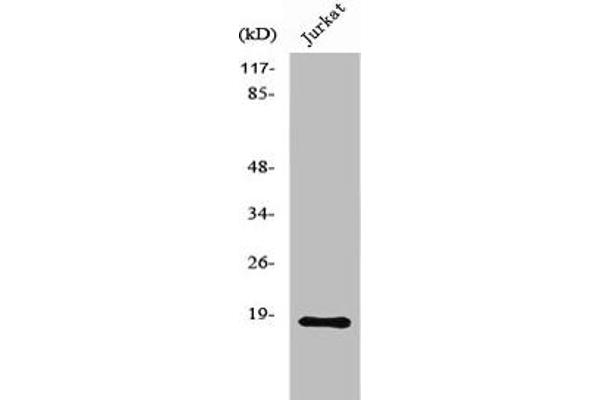 NMS antibody  (C-Term)