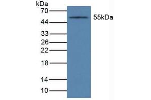 Figure. (CYP1A1 antibody  (AA 1-250))