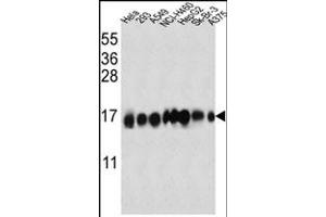IFITM3 Antibody (N-term) (ABIN387989 and ABIN2845007) western blot analysis in Hela,293,A549,NCI-,HepG2,Sk-Br-3, cell line lysates (35 μg/lane). (IFITM3 antibody  (N-Term))