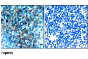 Image no. 1 for anti-Vasodilator-Stimulated phosphoprotein (VASP) (Ser238) antibody (ABIN197382) (VASP antibody  (Ser238))