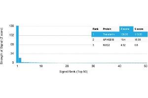 Analysis of Protein Array containing >19,000 full-length human proteins using Transferrin Mouse Monoclonal Antibody (TF/3001) Z- and S- Score: The Z-score represents the strength of a signal that a monoclonal antibody (Monoclonal Antibody) (in combination with a fluorescently-tagged anti-IgG secondary antibody) produces when binding to a particular protein on the HuProtTM array.