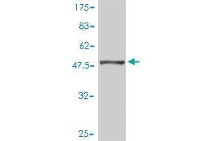 Western Blot detection against Immunogen (51. (MBD5 antibody  (AA 1-229))