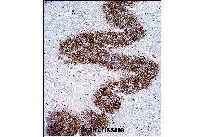 SYP Antibody (C-term) (ABIN6242563 and ABIN6577334) immunohistochemistry analysis in formalin fixed and paraffin embedded human brain tissue followed by peroxidase conjugation of the secondary antibody and DAB staining. (Synaptophysin antibody  (C-Term))