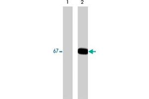 Western blot analysis of A-431 cells (30 ug/lane) serum starved overnight (lane 1) or treated with pervanadate (1 mmL) for 30 min (lane 2). (Paxillin antibody  (pTyr31))