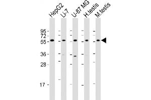 Western Blot at 1:2000 dilution Lane 1: HepG2 whole cell lysate Lane 2: Li-7 whole cell lysate Lane 3: U-87 MG whole cell lysate Lane 4: human testis lysate Lane 5: mouse testis lysate Lysates/proteins at 20 ug per lane. (DHCR7 antibody  (C-Term))