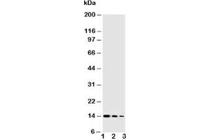 Western blot testing of NGF antibody and Lane 1:  Recombinant human protein 10ng;  2: 5ng;  3: 2.