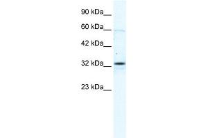 GJB1 anticorps  (C-Term)