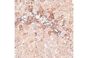 Immunohistochemistry of paraffin-embedded rat liver using KTN1 antibody. (KTN1 antibody  (AA 1-100))