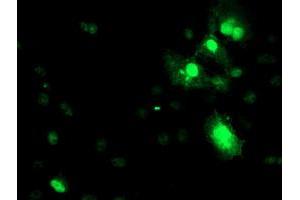 Immunofluorescence (IF) image for anti-serpin Peptidase Inhibitor, Clade A (Alpha-1 Antiproteinase, Antitrypsin), Member 5 (SERPINA5) antibody (ABIN1500054) (SERPINA5 antibody)