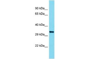 Western Blotting (WB) image for anti-Olfactory Receptor 110 (OLFR110) (C-Term) antibody (ABIN2791207) (Olfr110 antibody  (C-Term))
