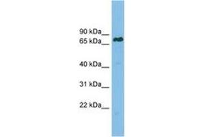 Image no. 1 for anti-Lamin B Receptor (LBR) (AA 503-552) antibody (ABIN6749731) (Lamin B Receptor antibody  (AA 503-552))