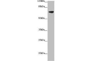 Solute Carrier Family 34 (Type II Sodium/phosphate Contransporter), Member 1 (SLC34A1) (AA 1-103) antibody