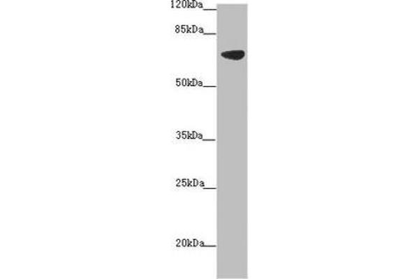 Solute Carrier Family 34 (Type II Sodium/phosphate Contransporter), Member 1 (SLC34A1) (AA 1-103) antibody