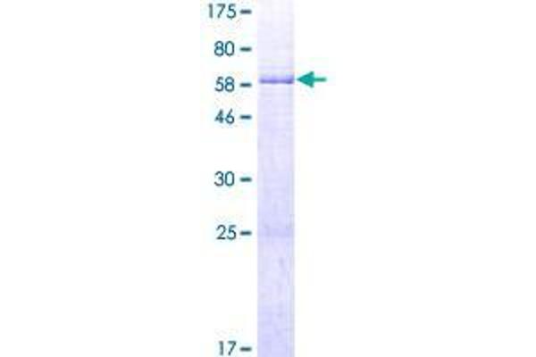 Clavesin 1 Protein (CLVS1) (AA 1-354) (GST tag)