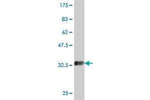 Western Blot detection against Immunogen (36. (MOBKL2C antibody  (AA 121-216))