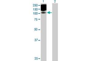 Western Blot analysis of PDGFRB expression in transfected 293T cell line by PDGFRB MaxPab polyclonal antibody. (PDGFRB antibody  (AA 1-1106))