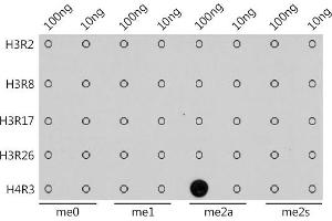 Dot-blot analysis of all sorts of methylation peptides using Asymmetric DiMethyl-Histone H4-R3 antibody (ABIN7267749) at 1:1000 dilution. (Histone H4 antibody  (2meArg3 (asymetric)))