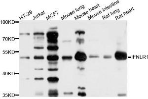 Western blot analysis of extracts of various cells, using IFNLR1 antibody. (IL28RA antibody)