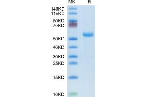Rhesus macaque DLL3 on Tris-Bis PAGE under reduced condition. (DLL3 Protein (AA 27-490) (His tag))