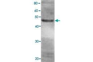 Detection of RPN7 (49 kDa) in the crude extract of S.