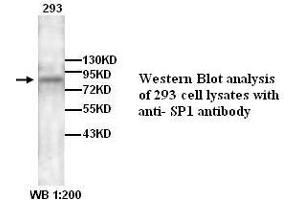Image no. 1 for anti-Sp1 Transcription Factor (SP1) antibody (ABIN790897) (SP1 antibody)