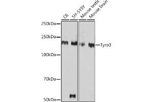 Western blot analysis of extracts of various cell lines, using Tyro3 Rabbit mAb (ABIN1678641, ABIN7101341, ABIN7101342 and ABIN7101343) at 1:1000 dilution. (TYRO3 antibody)