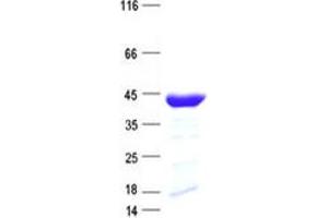 Validation with Western Blot (AIMP1 Protein (His tag))