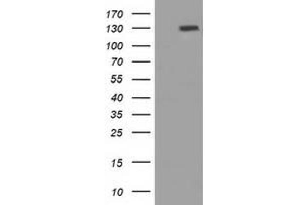 PRTG antibody