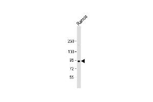 Anti-C8orf80 Antibody (N-Term) at 1:2000 dilution + Ramos whole cell lysate Lysates/proteins at 20 μg per lane.
