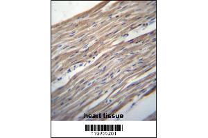 HRC Antibody immunohistochemistry analysis in formalin fixed and paraffin embedded human heart tissue followed by peroxidase conjugation of the secondary antibody and DAB staining. (HRC antibody  (AA 277-306))