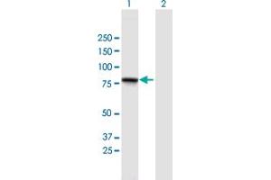 Western Blot analysis of GGN expression in transfected 293T cell line by GGN MaxPab polyclonal antibody. (GGN antibody  (AA 1-652))