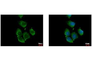 ICC/IF Image RhoC antibody detects RHOC protein at cytoplasm by immunofluorescent analysis. (RHOC antibody)
