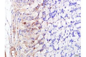 Paraformaldehyde-fixed, paraffin embedded mouse stomach, Antigen retrieval by boiling in sodium citrate buffer (pH6.