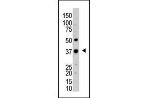 The anti-UCHL5 Pab (ABIN388873 and ABIN2839168) is used in Western blot to detect UCHL5 in mouse kidney tissue lysate. (UCHL5 antibody  (N-Term))