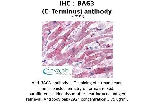 Image no. 1 for anti-BCL2-Associated Athanogene 3 (BAG3) (C-Term) antibody (ABIN1732194) (BAG3 antibody  (C-Term))
