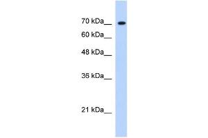 JMJD3 antibody (20R-1248) used at 0. (Kdm6b antibody  (Middle Region))