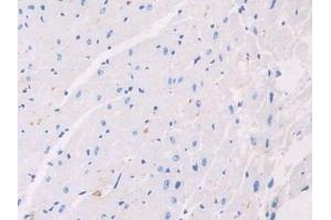 Immunohistochemistry (IHC) image for anti-alpha-2-HS-Glycoprotein (AHSG) (AA 19-250) antibody (ABIN7429511)