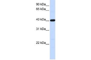 Western Blotting (WB) image for anti-Tropomodulin 3 (TMOD3) antibody (ABIN2459846) (TMOD3 antibody)