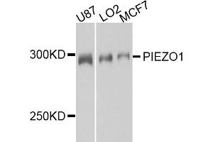 Western blot analysis of extracts of various cell lines, using PIEZO1 antibody (ABIN5995419) at 1/1000 dilution.