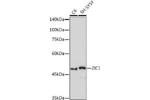 Western blot analysis of extracts of various cell lines, using ZIC1 Rabbit mAb (ABIN7271536) at 1:1000 dilution. (ZIC1 antibody)