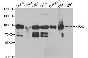 Western blot analysis of extracts of various cell lines, using KIF2C antibody. (KIF2C antibody)