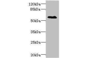 Western blot All lanes: SLC1A7antibody IgG at 1. (SLC1A7 antibody  (AA 115-220))