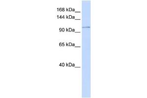 WB Suggested Anti-ATP2B3 Antibody Titration:  0. (ATP2B3 antibody  (N-Term))