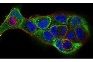 Immunofluorescence analysis of A431 cells using CDH16 mouse mAb (green). (Cadherin-16 antibody)