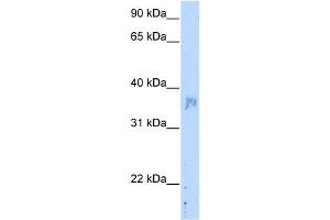 NOV antibody used at 5 ug/ml to detect target protein. (NOV antibody  (C-Term))
