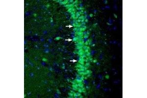Expression of NGL-3 in mouse hippocampus - Immunohistochemical staining of perfusion-fixed frozen mouse brain sections with Anti-NGL-3/LRRC4B (extracellular) Antibody (ABIN7043300, ABIN7044736 and ABIN7044737), (1:200), followed by goat anti-rabbit-AlexaFluor-488. (LRRC4B antibody  (Extracellular, N-Term))